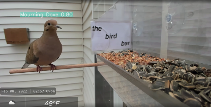 dove-on-feeder-two.png