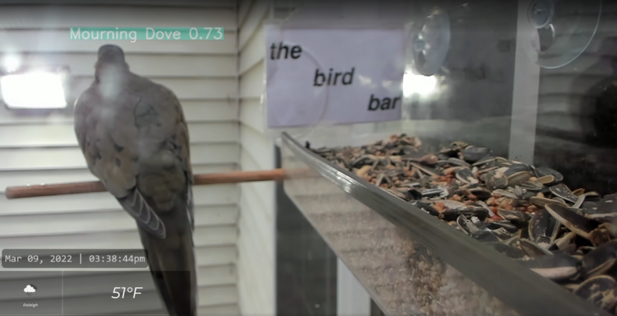 dove-on-feeder.png