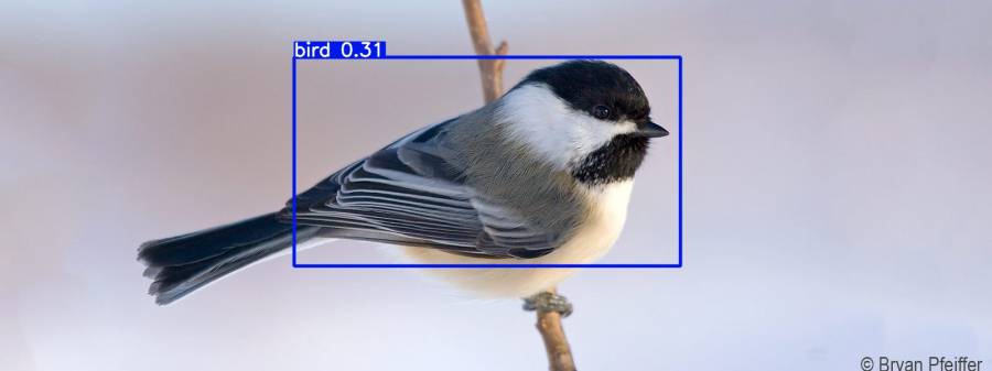 chickadee-2.jpg