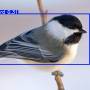 chickadee-2.jpg