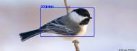 Image of chickadee with a poorly sized bounding box drawn around it with the label "bird" and a confidence rating of 0.31