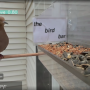 dove-on-feeder-two.png