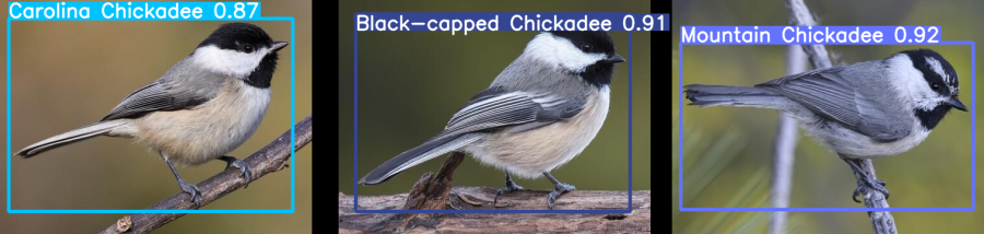 three-chickadee.png